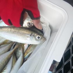 アジは好調継続中！